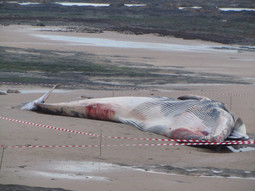 baleine échouée aux Président - 2013 - photo Nathalie Fougère